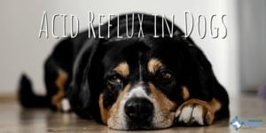 Acid Reflux in Dogs