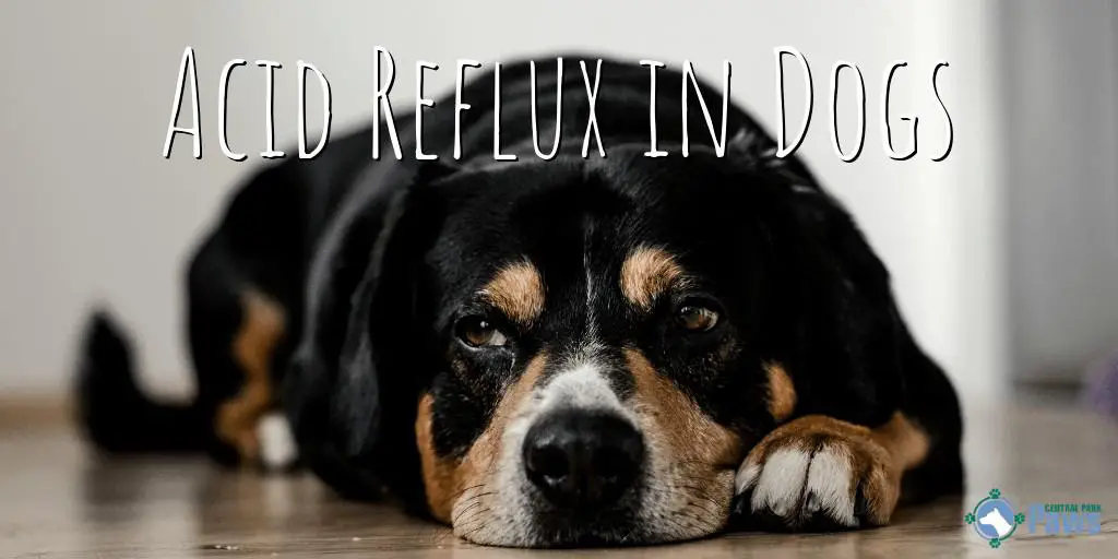 Acid Reflux in Dogs