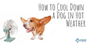 How to Cool Down a Dog in Hot Weather