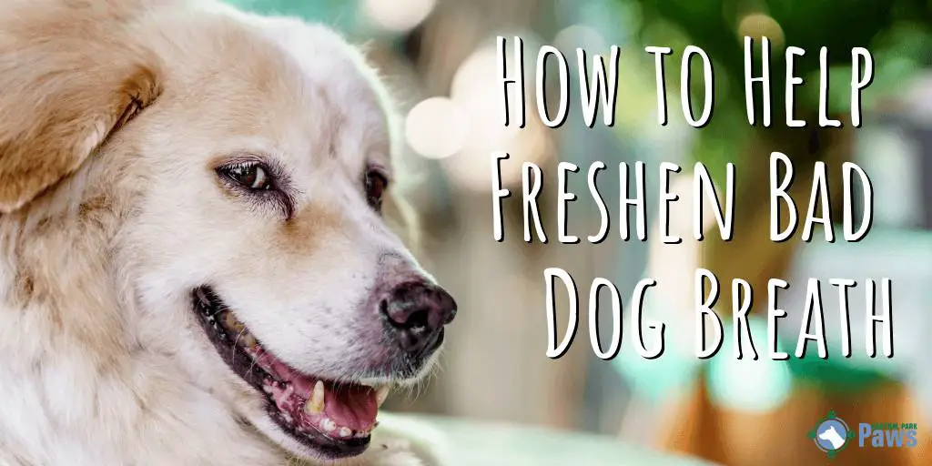 How to Help Freshen Bad Dog Breath