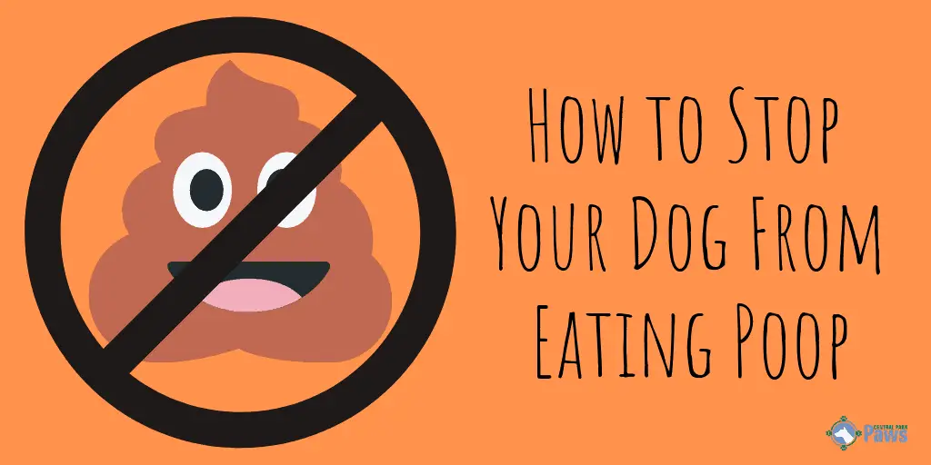 How to Stop Your Dog From Eating Poop