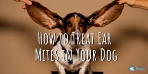 How to Treat Ear Mites in Your Dog