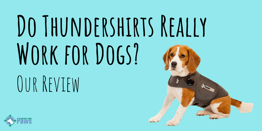 Thundershirt for Dogs Review