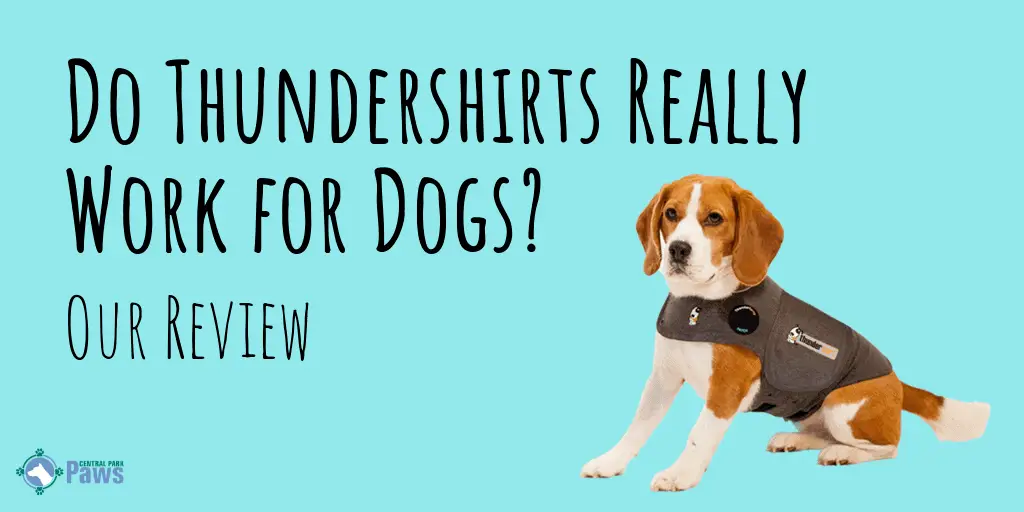 Thundershirt for Dogs Review