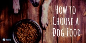 How to Choose a Dog Food