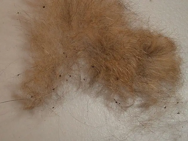 flea dirt fecal matter larva on fur identify flea infestation