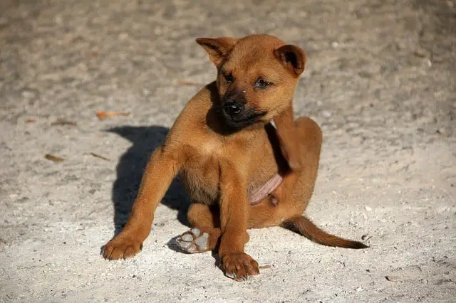 Puppy scratching fleas itch relief how long until dog stops