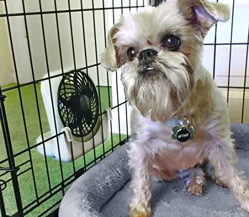 pet crate dog fan keep your dog cool during heat wave
