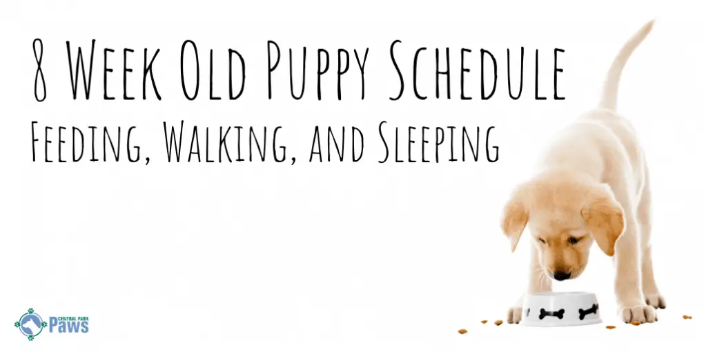 8 Week Old Puppy Schedule Feeding, Sleeping, And Going Potty