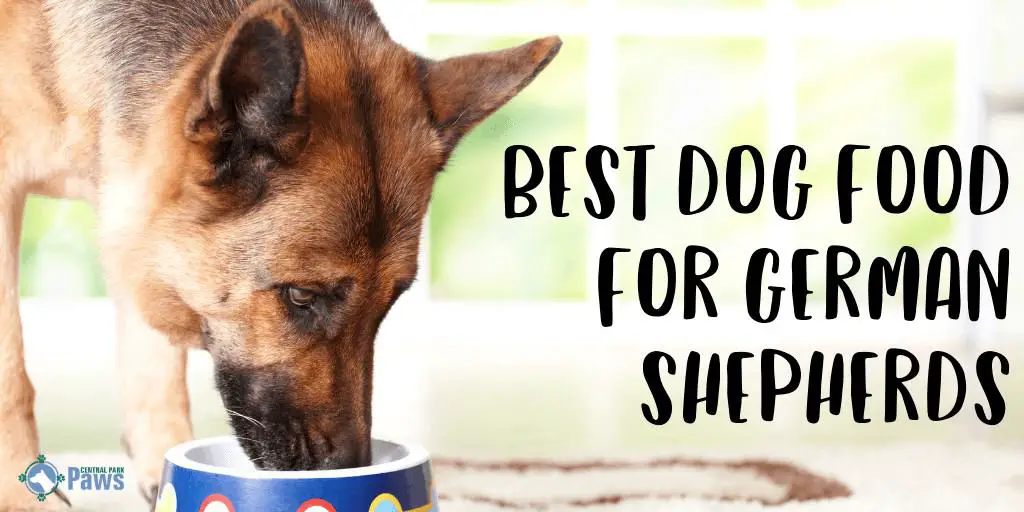 Best Dog Food for German Shepherds