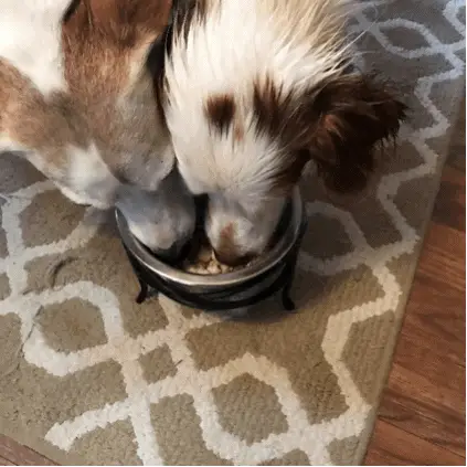 Both dogs eating their food