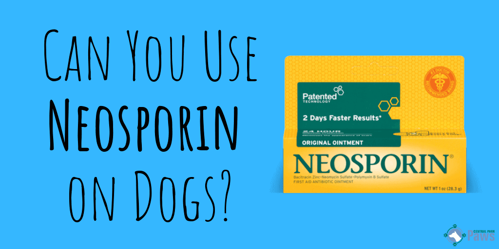 Can You Use Neosporin on Dogs_