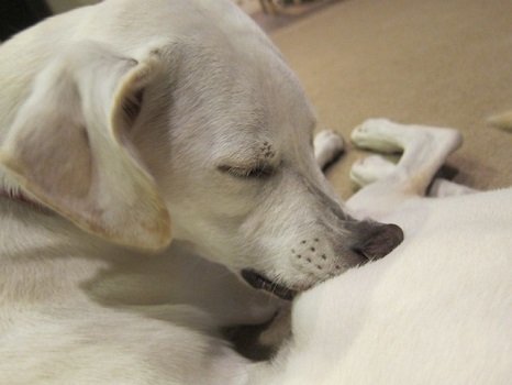 Dog chewing self constantly itchy dandruff signs symptoms causes treatments