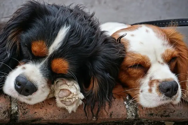 Dog pain medicine medication side effects drowsiness vomiting diarrhea