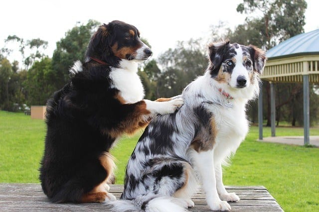 Doggy massage for pain relief relaxation arthritis