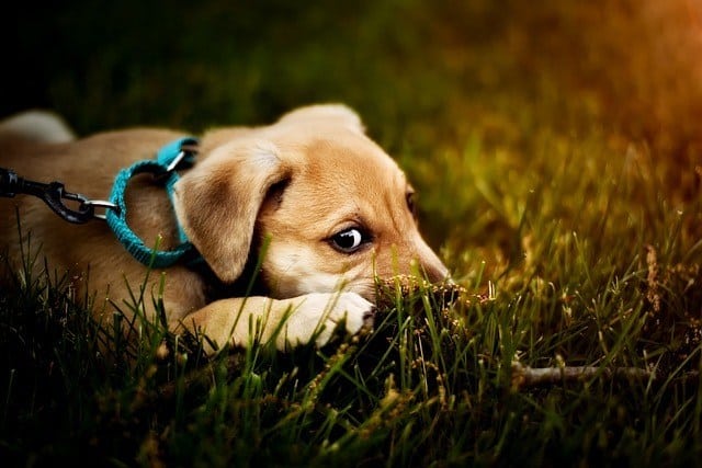 How often walk 8 week two month old puppy how far