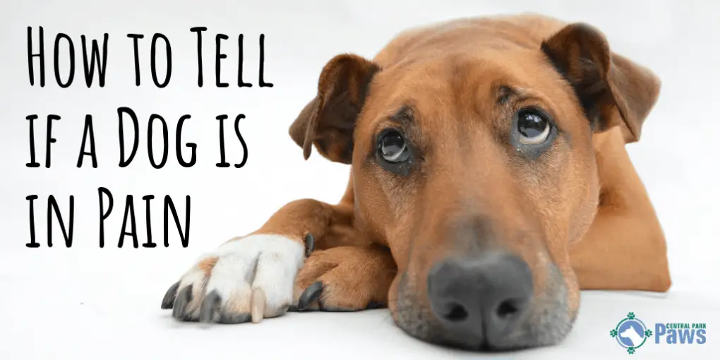 How to Tell if a Dog is in Pain How to Tell if a Dog is in Pain