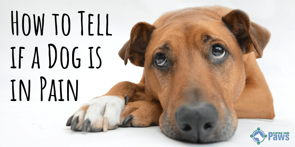 How to Tell if a Dog is in Pain