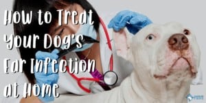 How to Treat Your Dog’s Ear Infection at Home