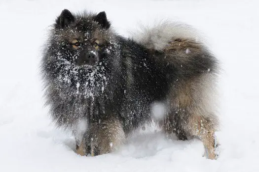 How to identify dog dandruff seborrhea white flakes in under fur hair