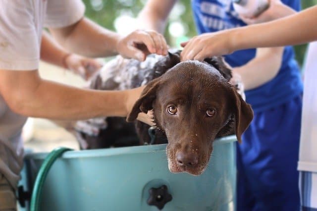 How to take care of wounded dog wash use antibiotics neosporin