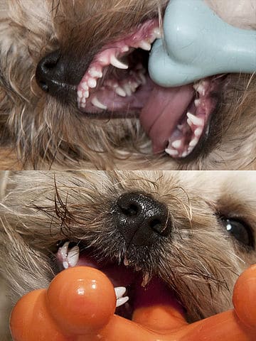 Morkie puppy retained milk adult teeth what to watch for when puppy teething