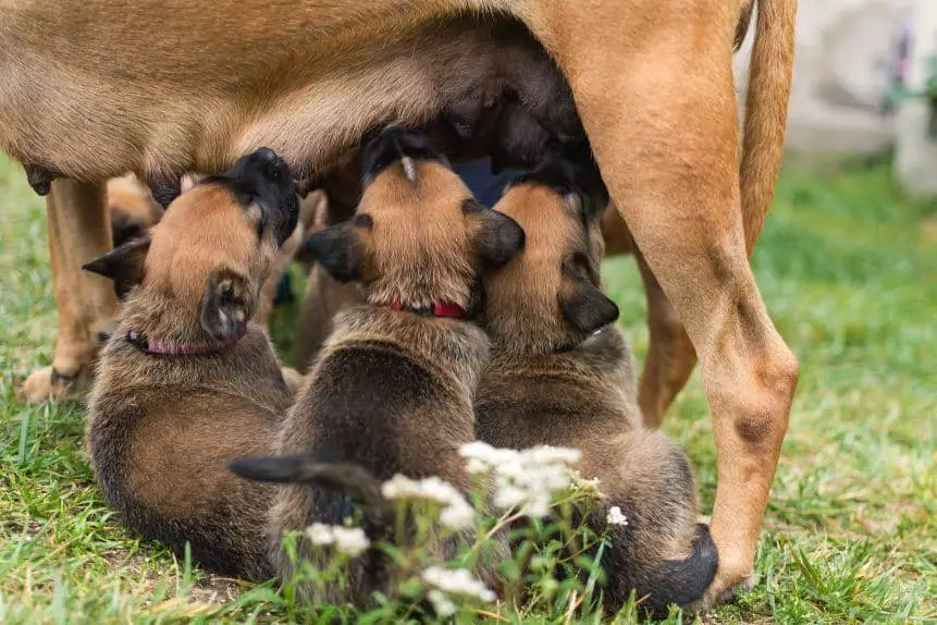 Nursing puppies milk teeth first stage of teething