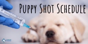 Puppy Shot Schedule