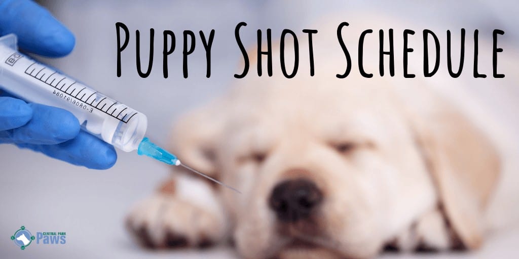 Puppy Shot Schedule