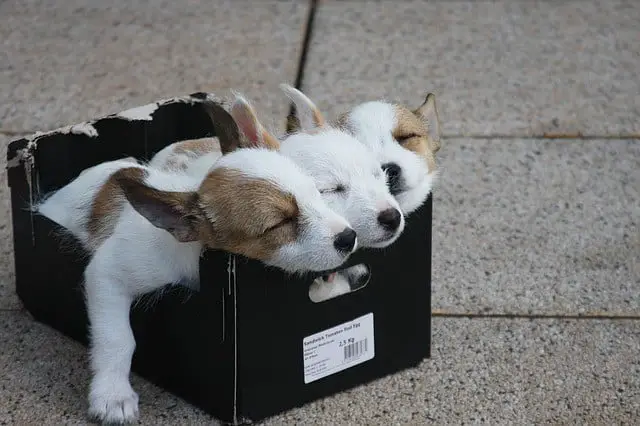 Puppy sleep schedule how many hours sleep per day how often