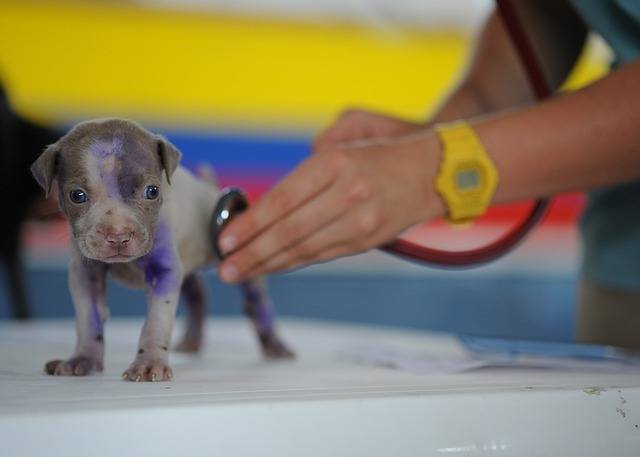 Puppy vet health checkups are important to monitor their growth