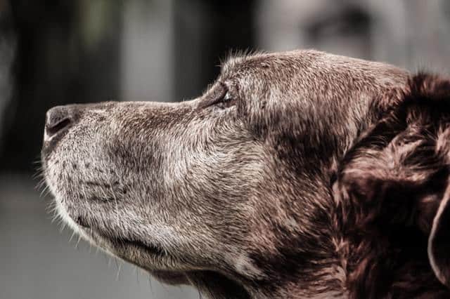 Senior dog graying greying fur changes color old age what to feed