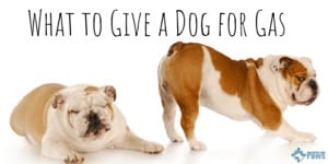What to Give a Dog for Gas and Farting