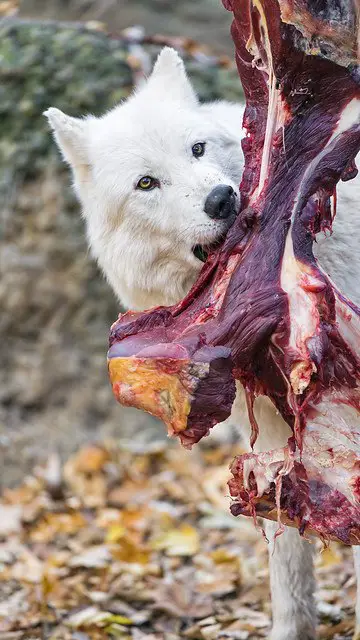 White wolf eating meat biologically appropriate grain free wild dog food