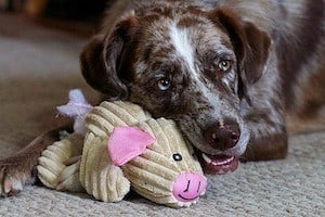 why do dogs like to pull stuffing out of toys