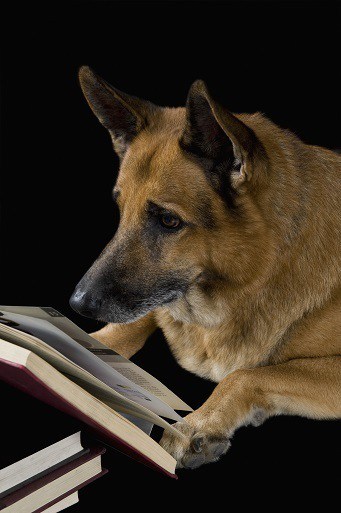 all about feeding german shepherds perfect diet for active dogs