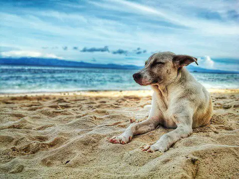 can dogs get too hot sun beach walk how to tell pet overheating