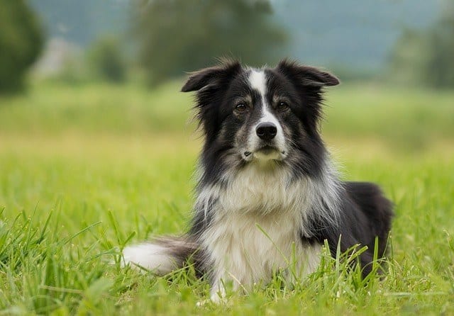 chewable flea medication allergy sensitivity side effects border collie sheep dog Milbemycin