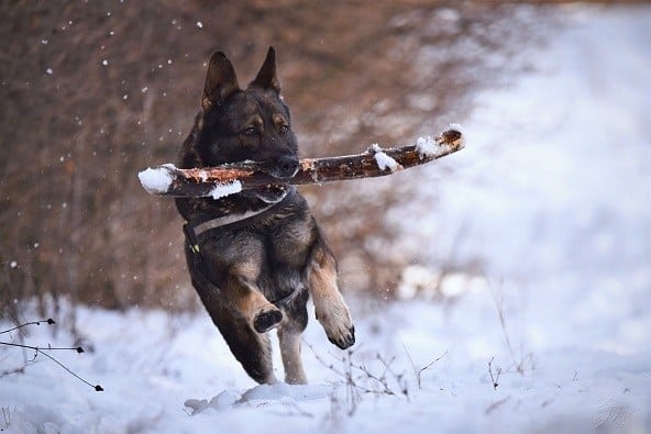 how much feed active outdoor dog german shepherd every day