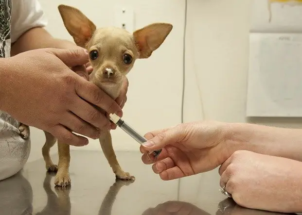 how often do puppies require shots how many vaccinations