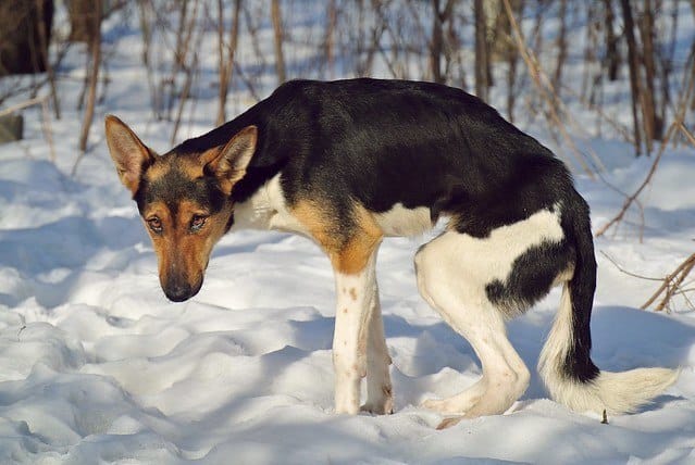 how to tell if unhealthy underweight emaciated dog stray signs symptoms