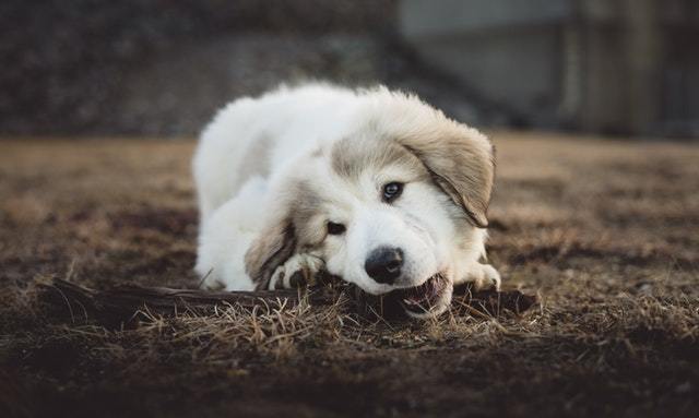 puppy chewing teething schedule how long do puppies chew