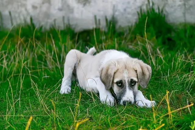 sick puppy lethargic low energy sad Canine Parainfluenza Distemper Parvovirus