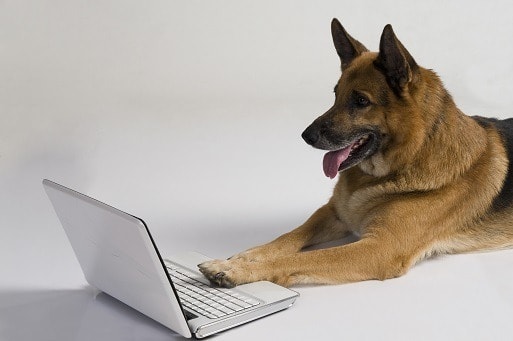 what foods do german shepherds prefer to eat best tasting