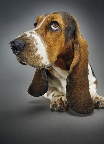 which dog breeds get ear infections at risk beagle basset hound cocker spaniel retriever