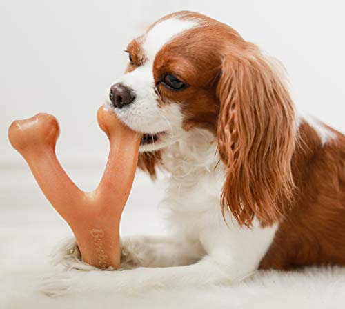 puppy blood bleeding on chew toy healthy safe milk teeth dropping out how old teething
