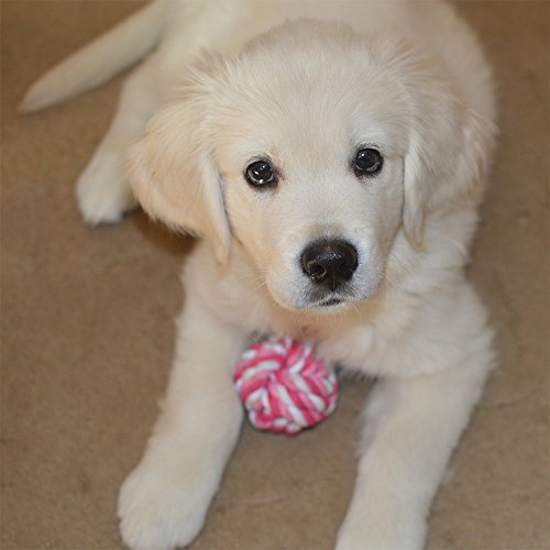 puppy teething dog chew toy when start chewing