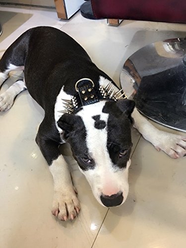 teenager puppy adolescence punk goth dog spiked studded collar