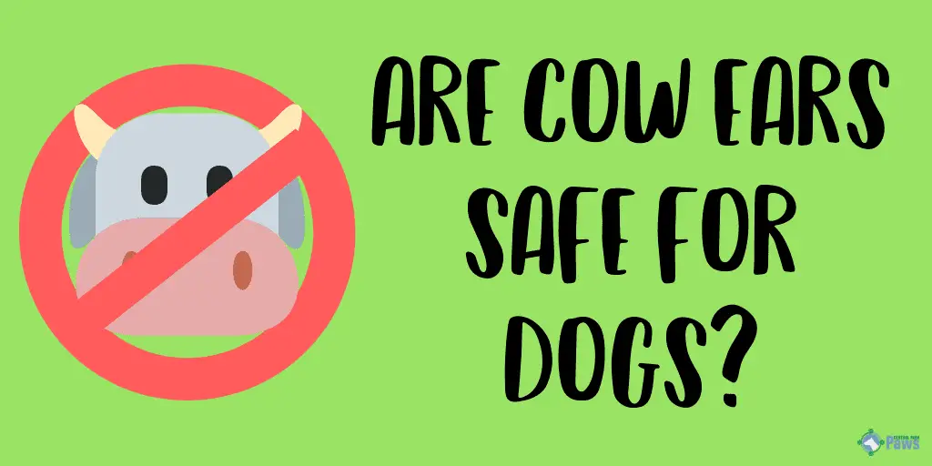 Are Cow Ears Safe for Dogs?