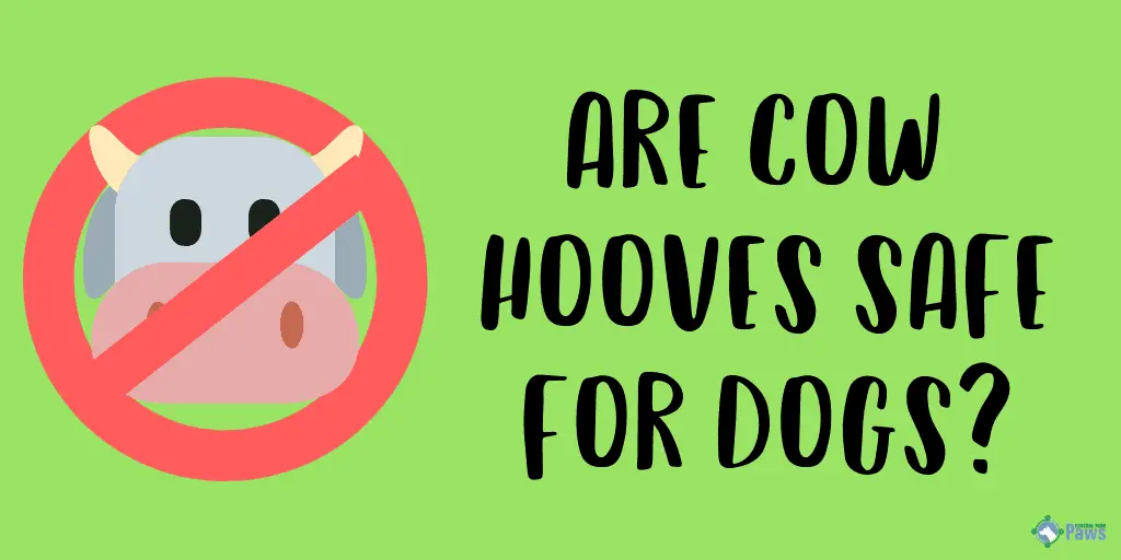 Are Cow Hooves Safe for Dogs?